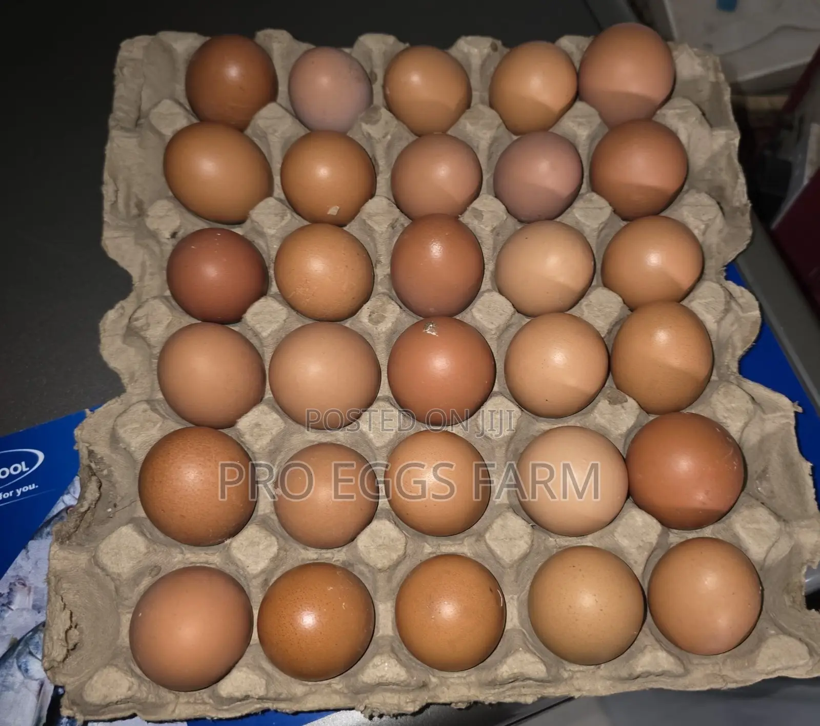 Fresh Egg Bulk Supply