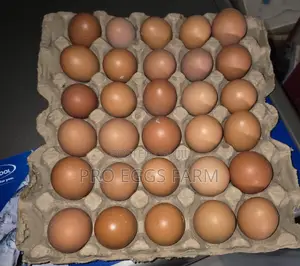 Fresh Egg Bulk Supply