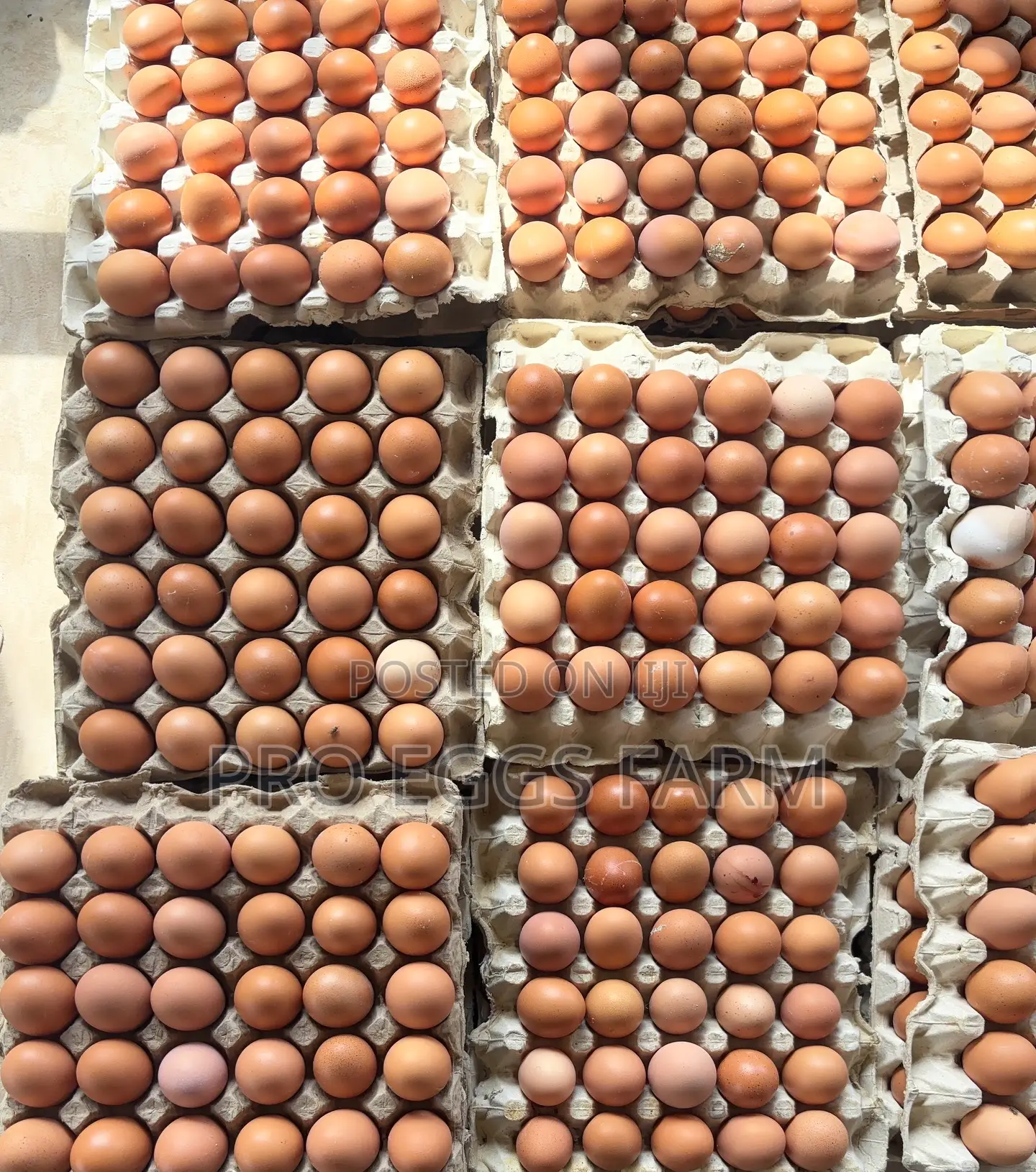 Fresh Egg Bulk Supply