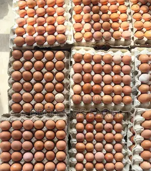 Fresh Egg Bulk Supply