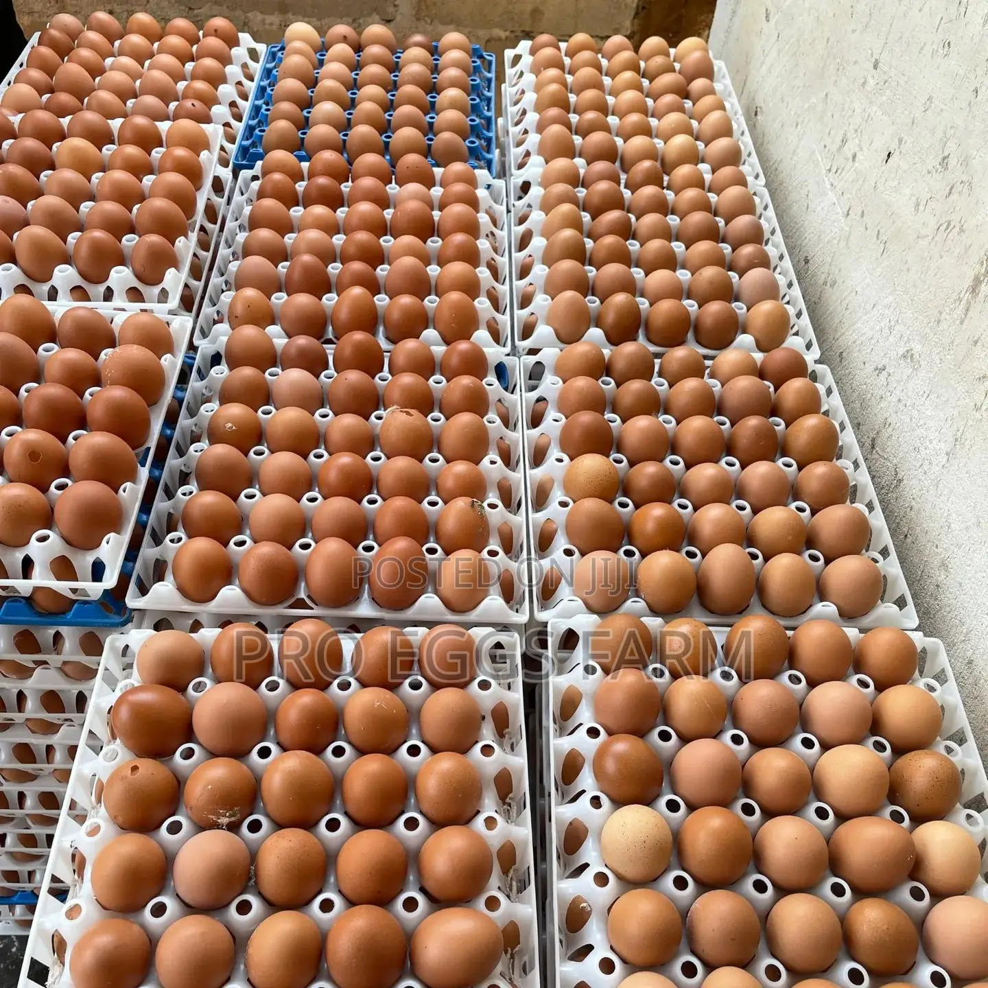 Fresh Egg Bulk Supply
