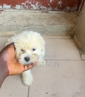 1-3 months Male Purebred Lhasa Apso