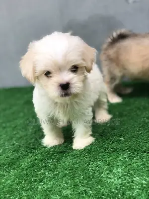 1-3 months Female Purebred Lhasa Apso