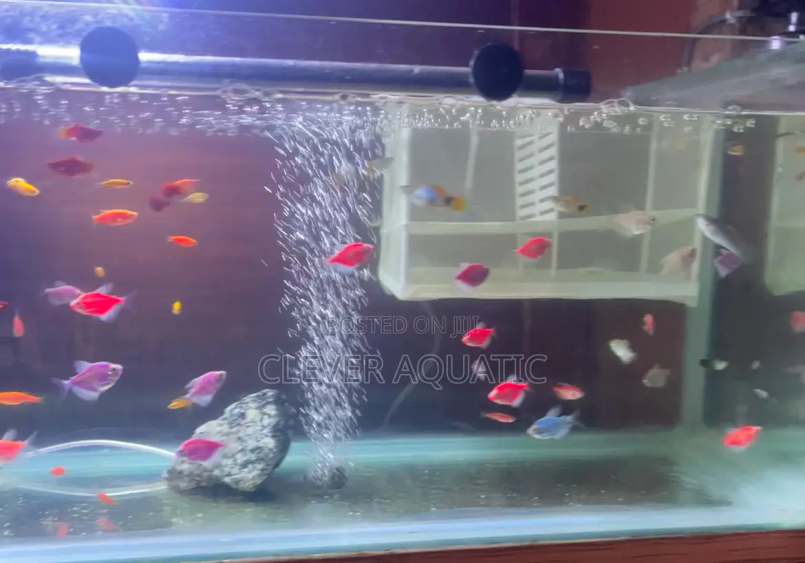 Tetra Fish