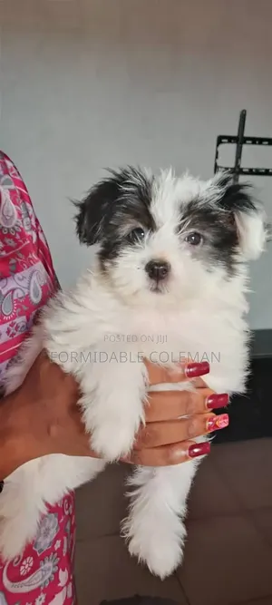 1-3 months Female Purebred Lhasa Apso