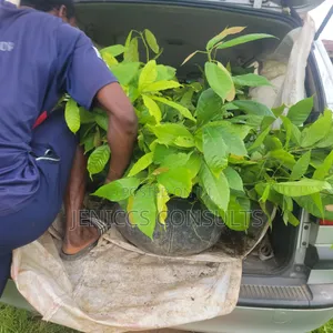 Hybrid Cocoa Seedlings
