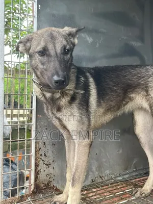 6-12 months Female Purebred German Shepherd