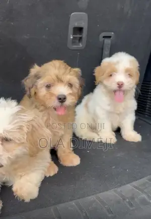 1-3 months Male Purebred Lhasa Apso