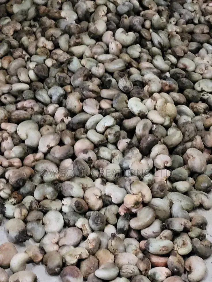 Processed Cashew Nuts W320