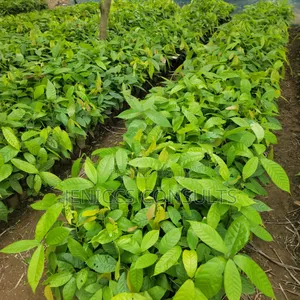 Hybrid Cocoa Seedlings