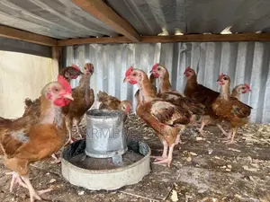 Noiler Crossbreed Chicken