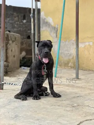 3-6 months Male Purebred Cane Corso