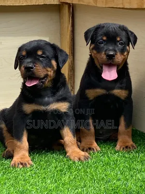 1-3 months Female Purebred Rottweiler