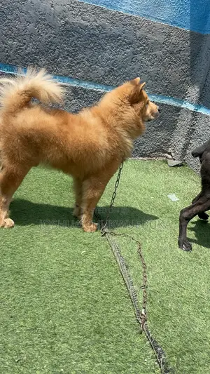 6-12 months Male Purebred Chow Chow