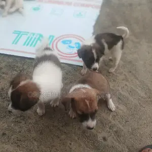 1-3 months Male Mixed Breed Dog