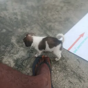 1-3 months Male Mixed Breed Dog