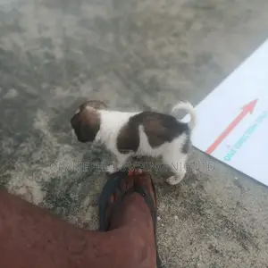 1-3 months Male Mixed Breed Dog