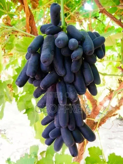 Agriculture