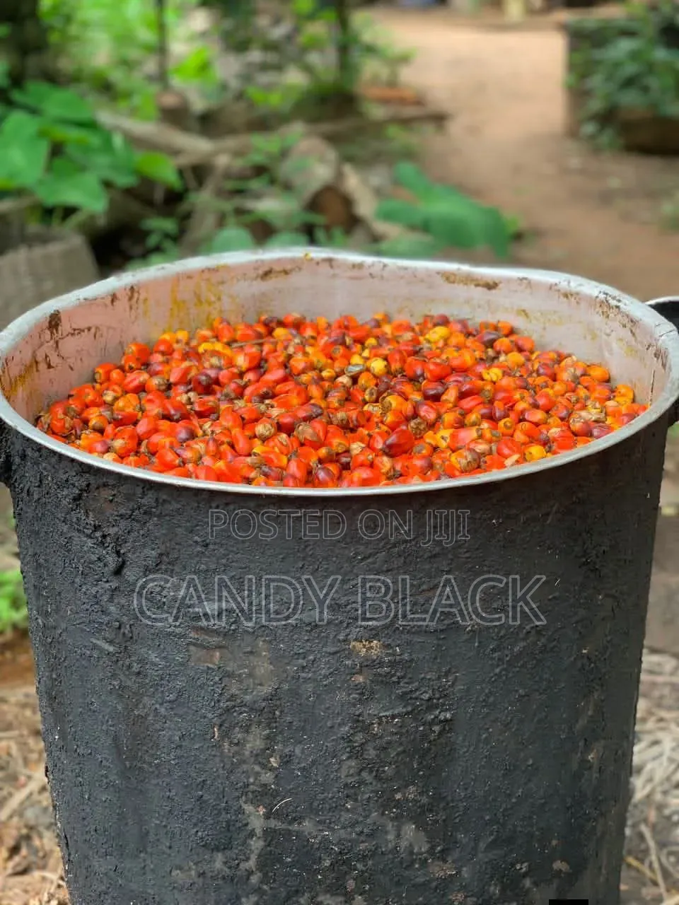 Fresh Palm Oil