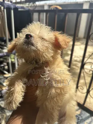 1-3 months Female Purebred Lhasa Apso