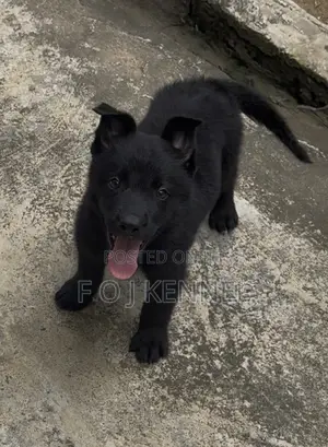1-3 months Male Purebred German Shepherd