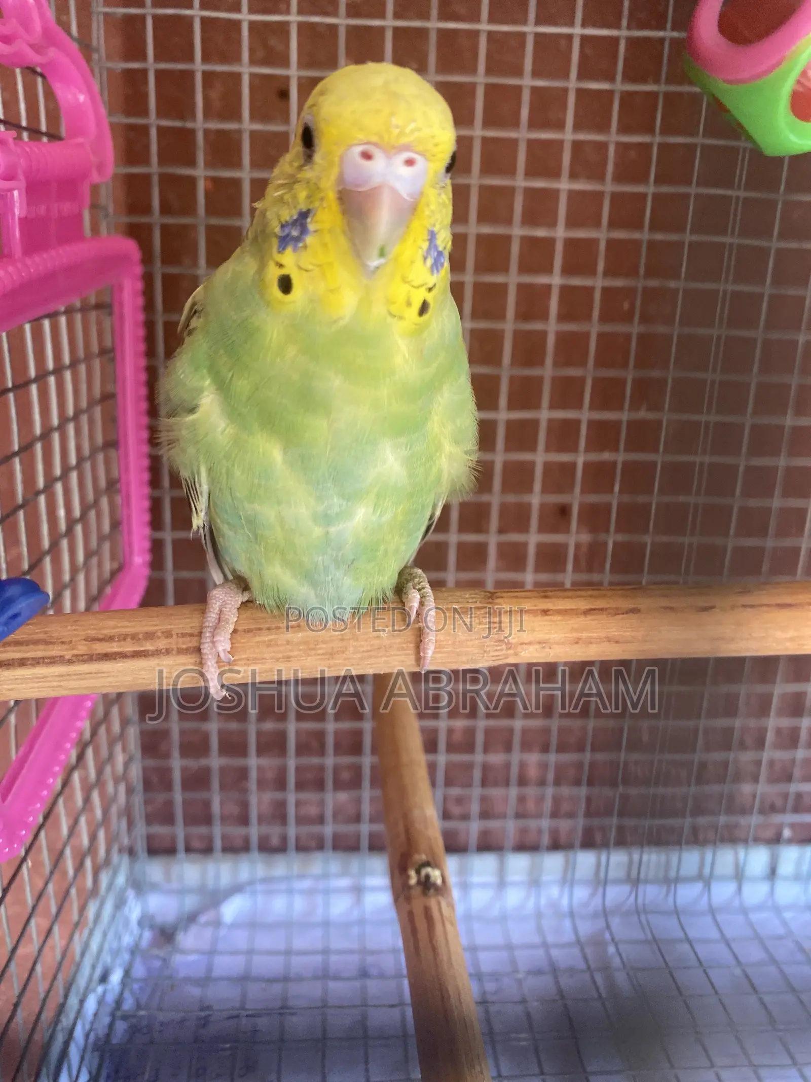 Parrot Trainer