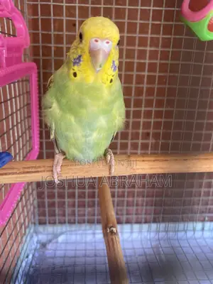 Parrot Trainer