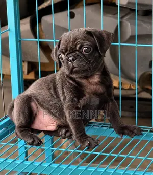 1-3 months Male Purebred Pug