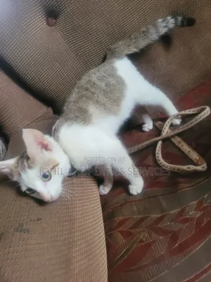 3-6 months Female Purebred Persian