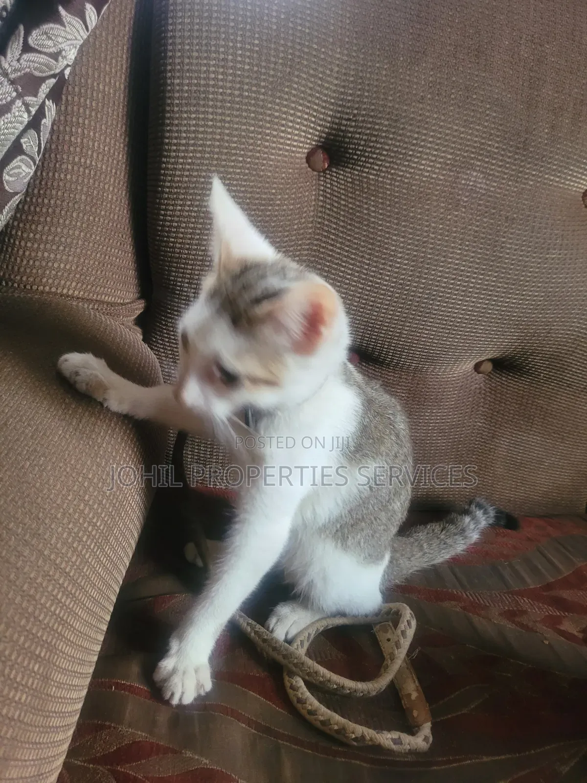 3-6 months Female Purebred Persian