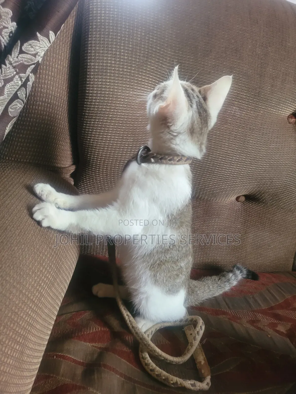 3-6 months Female Purebred Persian