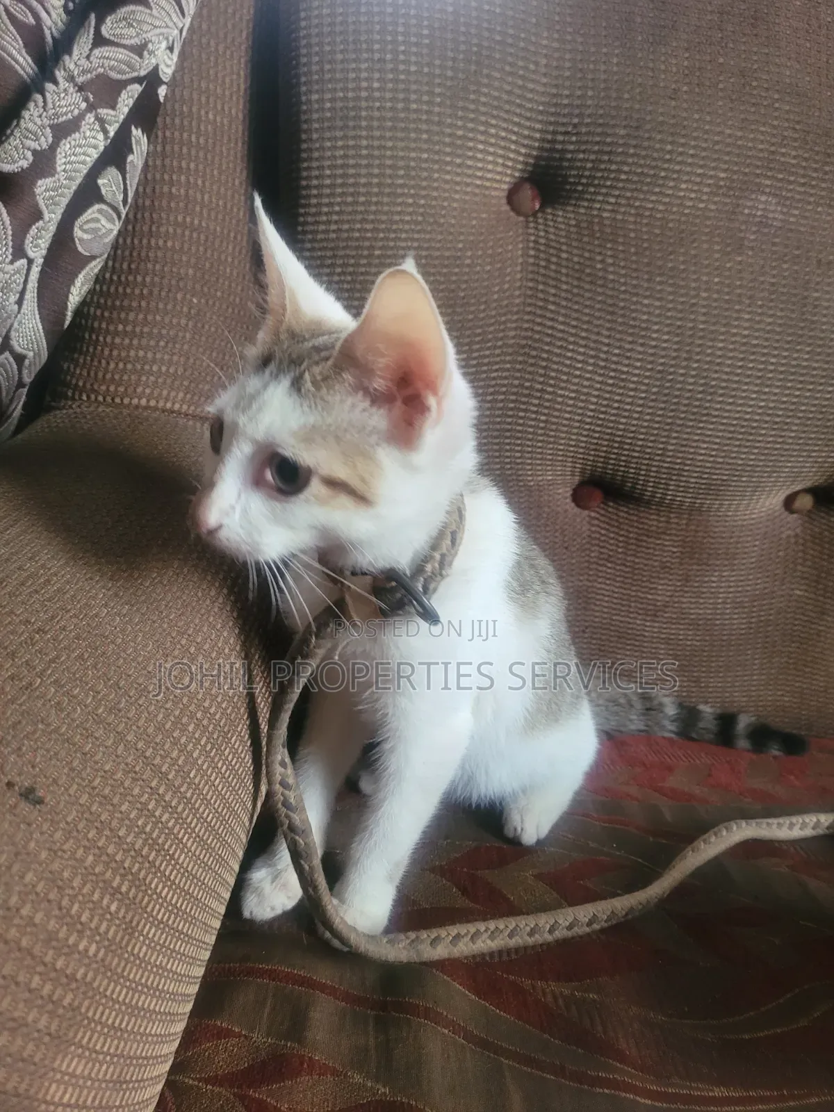 3-6 months Female Purebred Persian