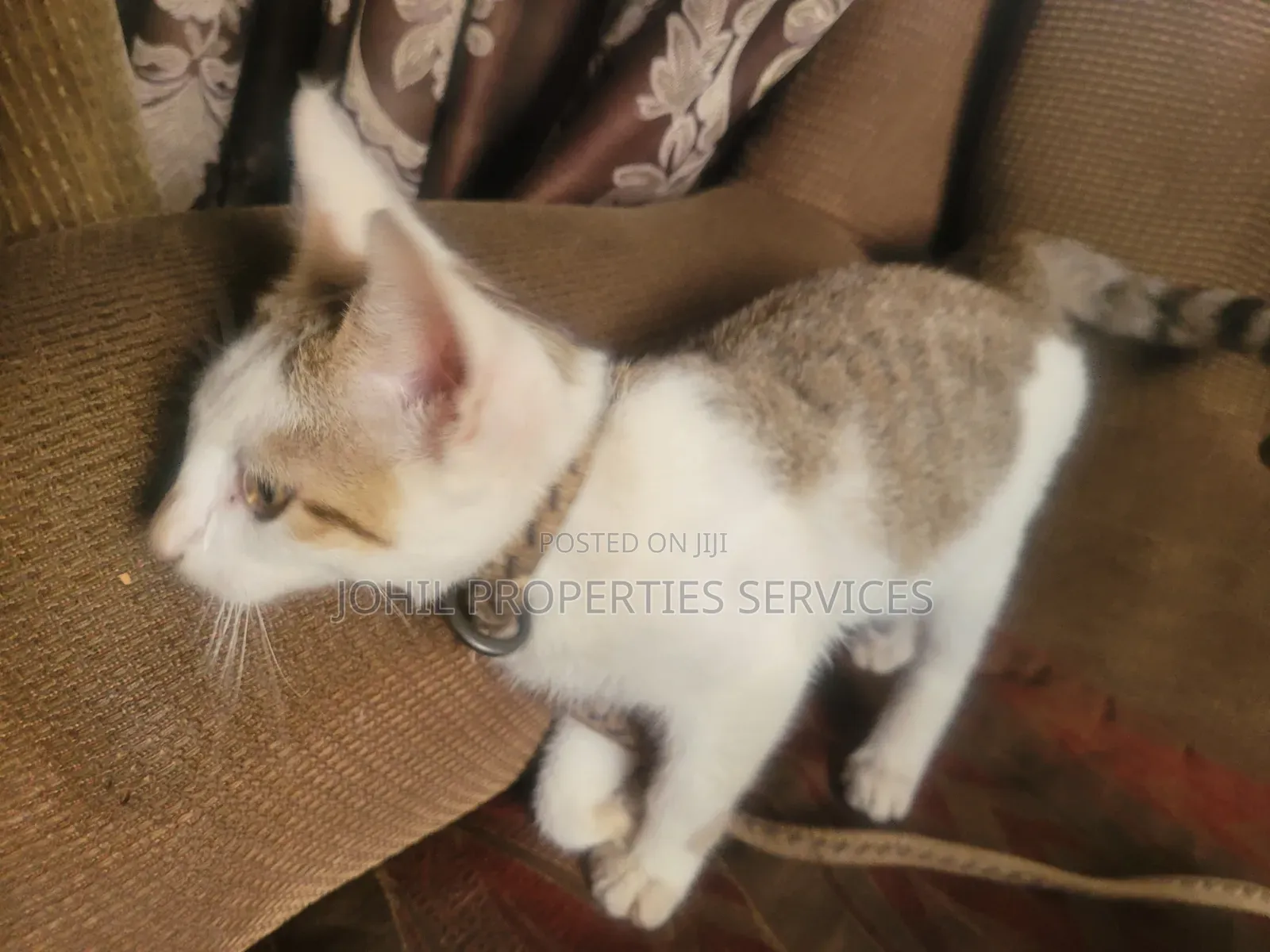 3-6 months Female Purebred Persian