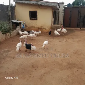 Healthy Local Turkey for Sale