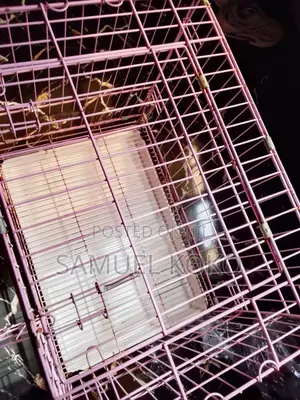 Dogs Cages
