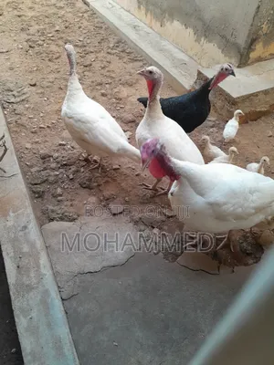 Healthy Turkey for Sale at Your Disposal