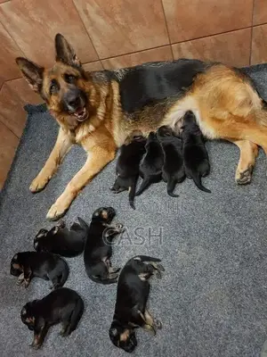1-3 months Female Purebred German Shepherd