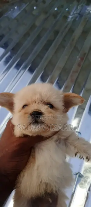 0-1 month Female Purebred Lhasa Apso
