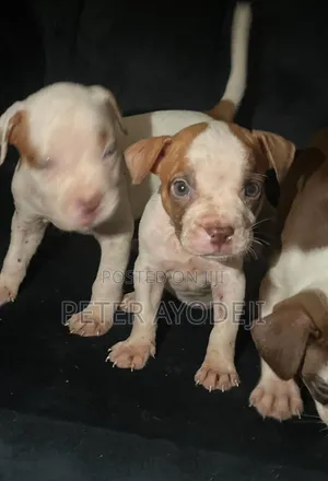 1-3 months Male Purebred American Pit Bull Terrier