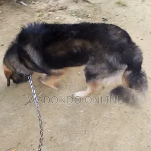 6-12 months Male Purebred German Shepherd