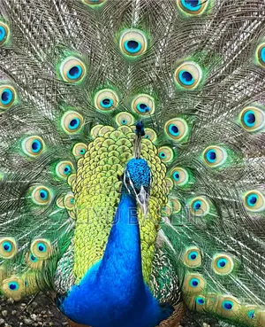Pair of Healthy Peacocks