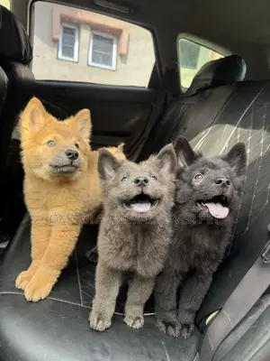 1-3 months Male Purebred Chow Chow