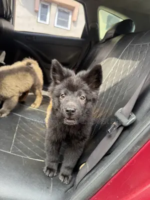 1-3 months Male Purebred Chow Chow
