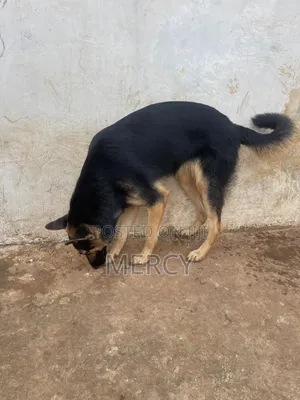 3-6 months Female Purebred German Shepherd
