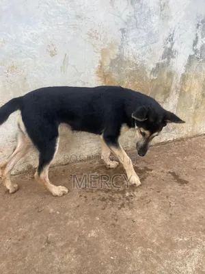 3-6 months Female Purebred German Shepherd