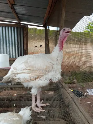 Turkeys for Sale