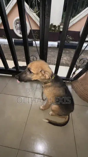 3-6 months Male Purebred German Shepherd