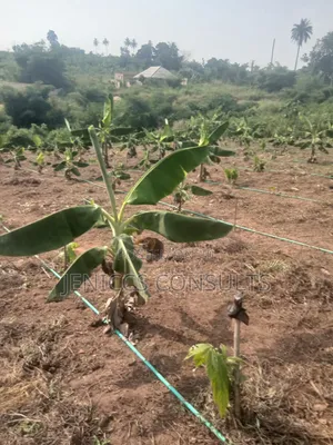 Hybrid Elephant Plantain Suckers