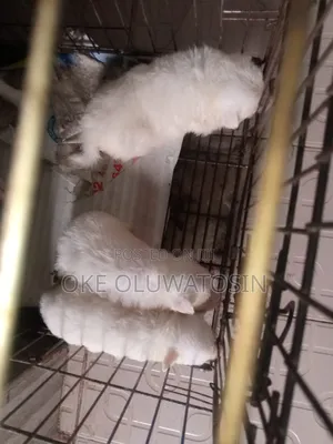 1-3 months Female Purebred American Eskimo