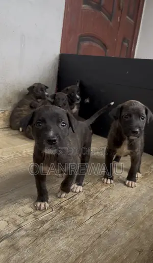0-1 month Female Mixed Breed American Pit Bull Terrier